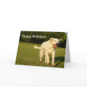 Smiling Angel, Happy Birthday! cards