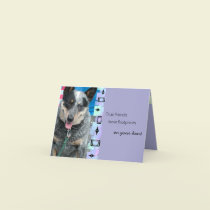 Smiling Australian Cattle Dog Birthday Greeting cards