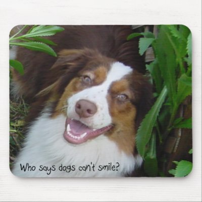 Australian Shepherd Smile