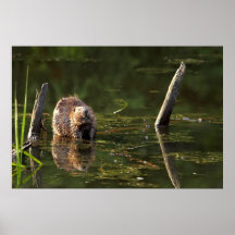 Smiling Beaver Poster