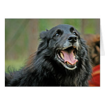 Smiling Black Dog on a Green Bokeh Background Greeting Card