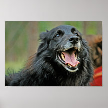 Smiling Black Dog on a Green Bokeh Background Print