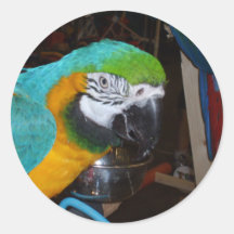 Smiling Blue and Gold Macaw Round Sticker