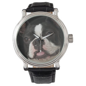 Smiling Boston terrier with collar