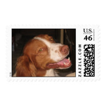 Smiling Brittany Spaniel Postage Stamps