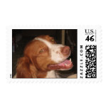 Smiling Brittany Spaniel postage