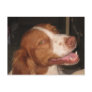 Smiling Brittany Spaniel Post Cards