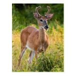 Smiling Buck Post Card