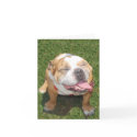 Smiling Bulldog cards