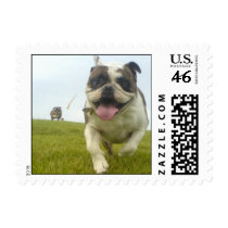 Smiling Bulldogs at the park postage
