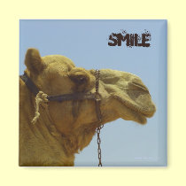 Smiling camel in profile  - camel in the desert magnets