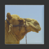 Smiling camel in profile magnets