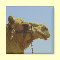 Smiling camel in profile magnets