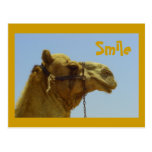 Smiling camel in profile post cards