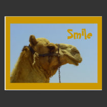 Smiling camel in profile postcards