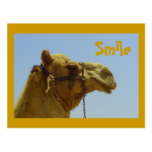 Smiling camel in profile post cards