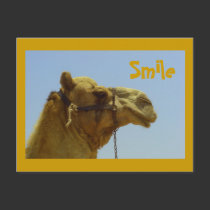 Smiling camel in profile postcards