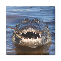 Smiling Crocodile Magnets