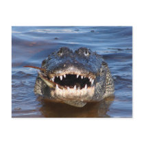 Smiling Crocodile Post Cards