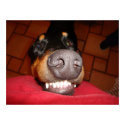 SMILING DOBERMAN posters