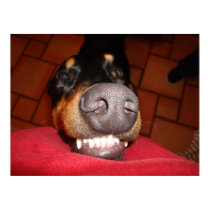 SMILING DOBERMAN posters