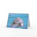 Smiling Dolphin cards by GoltsovPhotography Smiling Dolphin cards