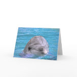 Smiling Dolphin cards