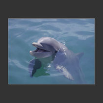 Smiling Dolphin postcards