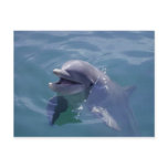 Smiling Dolphin Post Card