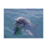 Smiling Dolphin Post Card