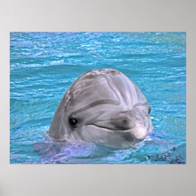 Smiling Dolphin Posters