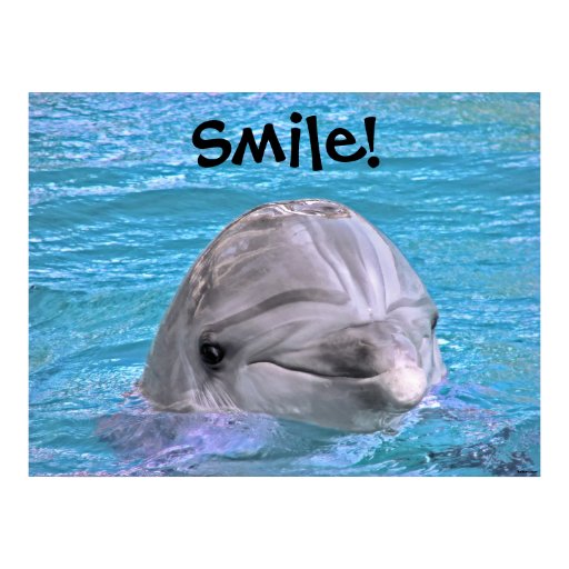 dolphin poster Thrill your walls now with a stunning dolphins print from the world's largest art gallery choose from thousands of dolphins artworks with dolphin with a baby. dolphin poster Thrill your walls now with a stunning dolphins print from the world's largest art gallery choose from thousands of dolphins artworks with dolphin with a baby.