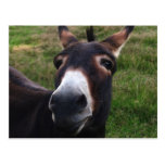 Smiling Donkey Postcard