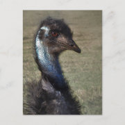 Smiling Emu Postcard postcard