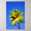 Smiling Flower posters