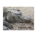 Smiling Gator Post Card