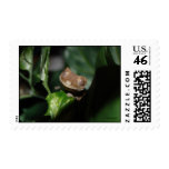 Smiling Gecko Postage Stamp