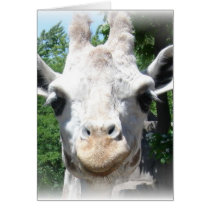 smiling giraffe cards by jdowdell smiling giraffe cards