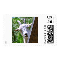 Smiling Goat Stamps