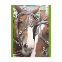 Smiling Horse Postcard