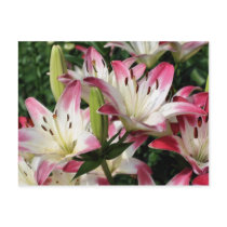 Smiling Lilies Flower Photo Postcard by SmilinEyesTreasures Smiling Lilies Flower Photo Postcard