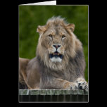 Smiling Lion Card cards