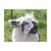 Smiling Llama  Postcard