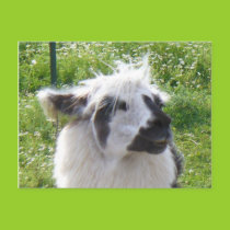 Smiling Llama  Postcard