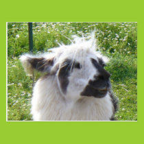 Smiling Llama  Postcard postcards