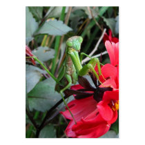Smiling Mantis ~ ATC Business Card Template