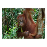 Smiling Orangutan cards