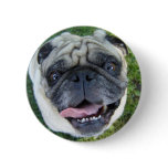 Smiling Pug buttons