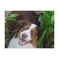 Smiling Red Tri Aussie Post Card