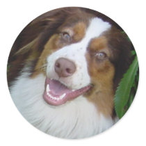 Smiling Red Tri Aussie Round Stickers